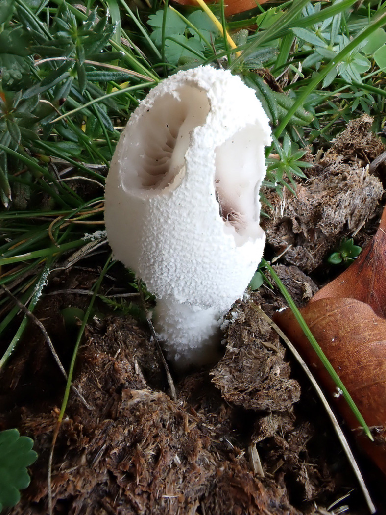 Photo © Linda Seward Coprinopsis nivea by Linda Seward